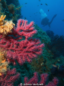 deep coral by Antonio Venturelli 